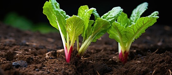 Canvas Print - The initial growth of rhubarb was observed in the garden