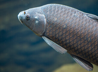 Wall Mural - Detail of the Carp fish swimming in the water.