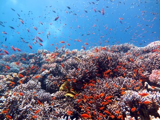 Sticker - red sea fish and coral reef