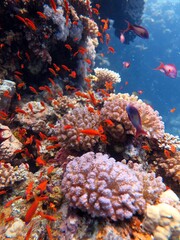 Sticker - red sea fish and coral reef