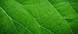 © The 2R Artificiality - Texture of the leaf s rear portion in green