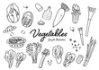 野菜のラフな手描きのイラスト