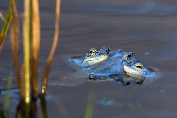 Moor frogs in the wild
