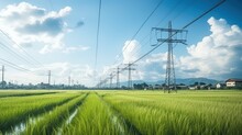 High-voltage Electric Poles And Rice Fields