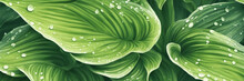 Background From Green Hosta Leaves. Generative AI.