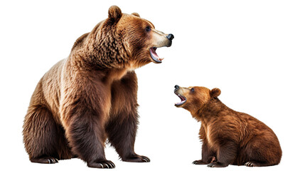 large brown bear and cute bear cub, cut out