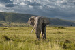 Elephant in the masai savanah