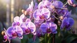 Beautiful orchid flowers in the garden, Phalaenopsis. Mother's day concept with a space for a text. Valentine day concept with a copy space.