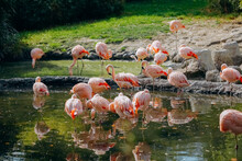 Flamingo Birds On The Lake, Flamingos Resting