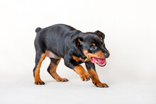 Portrait Of A Black And Tan Miniature Pinscher Puppy Against A White Background. Dog Eats Fresh Meat