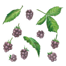 A Set Of Green Leaves And Blackberries On A White Background In Vintage Style. Watercolor Illustration. Template For Packaging Design, Postcards, Invitations, Wallpaper, Printing, Textiles