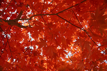 Wall Mural - red maple leaf