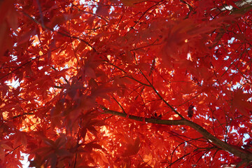 Wall Mural - red maple leaves