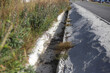 Landscape trench rain water drain system in a public area