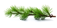 Watercolor Illustration Of A Green Pine Tree Branch Isolated On White Background 