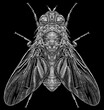 Engrave isolated fly hand drawn graphic illustration