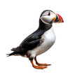 Atlantic puffin or common puffin bird isolated from background