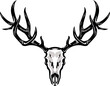 Aggressive Skull of Elk with big Antlers
