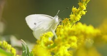 Pieris Brassicae, The Large White Butterfly, Also Called Cabbage Butterfly. Large White Is Common Throughout Europe, North Africa And Asia Often In Agricultural Areas, Meadows And Parkland.