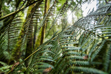 Ferns And Plants In A Forest