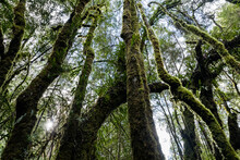 Moss Covered Rainforest Trees And Vines