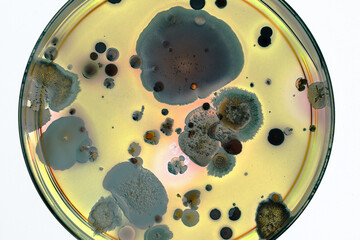 Poster - colonies of bacteria and microorganisms on the surface of agar and wind during microbiological analysis in a scientific laboratory