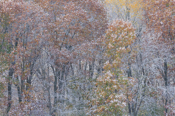 Wall Mural - Autumn landscape of snow flocked forest, Yankee Springs State Park, Michigan, USA