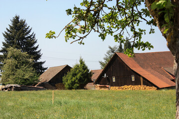 Poster - Scenic view of multiple wooden cabins nestled in a grassy field surrounded by tall trees