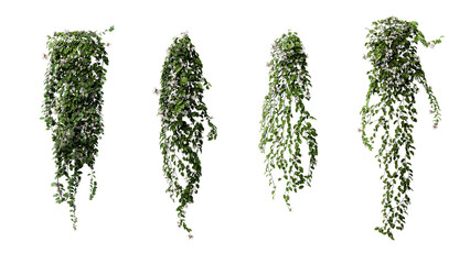 ivy leaves isolated on a transparent background. Green ivy plant isolated.