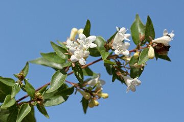 Wall Mural - Flowers of Abelia contains about 30 species and hybrids, placed in the honeysuckle family, Caprifoliaceae.