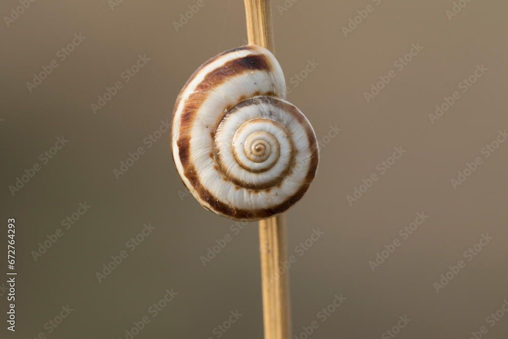 Heath snail (Helicella itala) banded form, a species of medium-sized ...