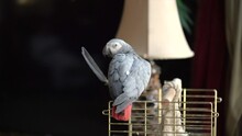 Close-up Of Parrot Pet. Parrot Standing On The Cage At Home. Domesticated Congo African Grey Parrot Looking At The Camera And Holding A Feather.