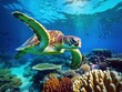 Green turtle, great barrier reef, cairns, australia