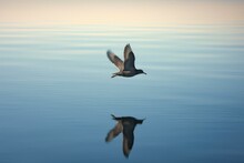 A Close-up Of A Lone Bird Soaring Above A Body Of Water Under A Clear Sky. Generative AI