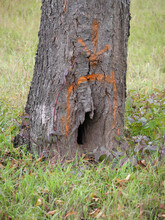 Ein Oranger Aufgesprühter Pfeil Markiert Eine Baumhöhle Für Tiere An Einem Obstbaum