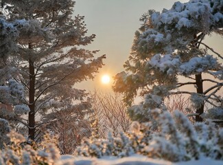 Wall Mural - Snowy forest in winter at golden sunset. Colorful landscape with pine trees in snow, orange sky in evening. Snowfall in woods. Wintry woodland. Snow covered mountain forest at dusk.