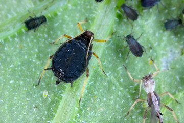 Poster - blackfly aphids on nasturtium leaf aphis fabae 