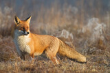 Fototapeta  - Fox Vulpes vulpes in natural scenery, Poland Europe, animal walking among meadow