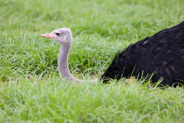 Poster - Ostrich