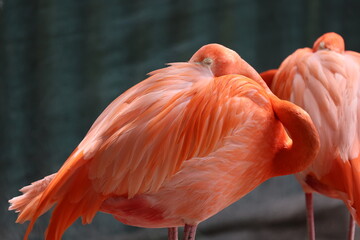 Wall Mural - Flamingo