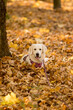 A purebred dog, Golden Retriever breed, sits in the yellow leaves. Autumn in the park and the dog playing and resting