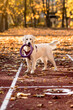 Purebred young dog, Golden Retriever breed with a toy, with a ring in its teeth. He stands on a running track covered with yellow leaves. Looking forward to more fun. He watches the owner.