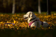 Young purebred dog, Golden Retriever puppy, lying on the grass in the park at autumn time. It lies in the isthmus of the falling sun.