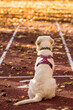 A young dog, a puppy, sits on a treadmill and waits. Golden Retriever on a sports track waiting for a sign.