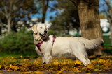 Fototapeta  - Widziany z boku młody pies Golden Retriever w wieku 12miesięcy ( wiek 1 rok ) stoi z lekko podniesionym ogonem i patrzy za siebie. Na pysku uśmiech. Wybieg dla psów w parku