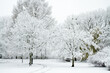 Landscape winter attack in city park, fresh snow on the trees with colourful leafs, Beautiful winter scenery