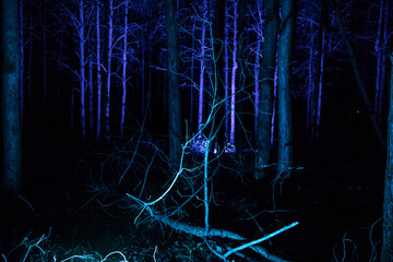 Wall Mural - magical lights sparkling in mysterious forest at night. Nightmare pine forest.
