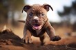 Playful Bully Puppy
