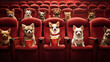 Chihuahua sitting in Cinema