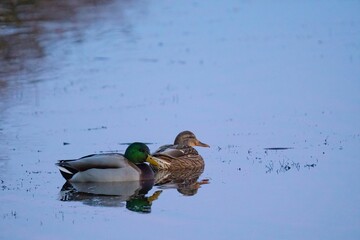 Two Mallard ducks swimming in a shallow body of water.